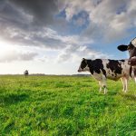 A Guide to Sustainable Animal Production Practices