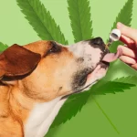 How to Choose the Right Pet CBD for Your Furry Friend